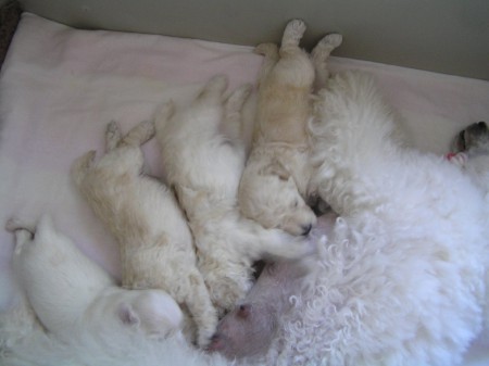 CRISTIAN 485 g, BOOTES 609 g, BOREAS 604 g, BERUX 671 g